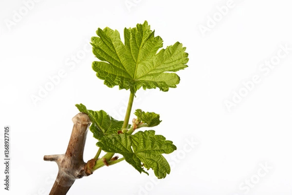 Obraz Grape bud bloomed during spring sprouting