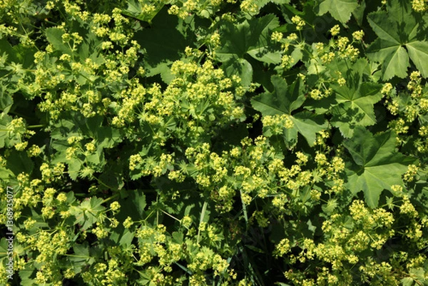 Obraz Carpet of blooming Lady's mantle plants ( Alchemilla cf. glabra ) with green leaves in the Austrian Alps