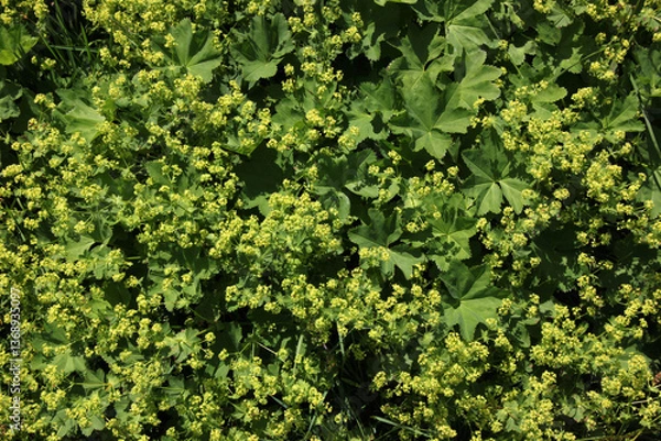 Obraz Carpet of blooming Lady's mantle plants ( Alchemilla cf. glabra ) with green leaves in the Austrian Alps