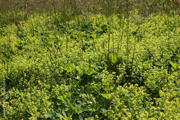 Obraz Blooming Lady's mantle plant population ( Alchemilla cf. glabra ) with green leaves in the Austrian Alps
