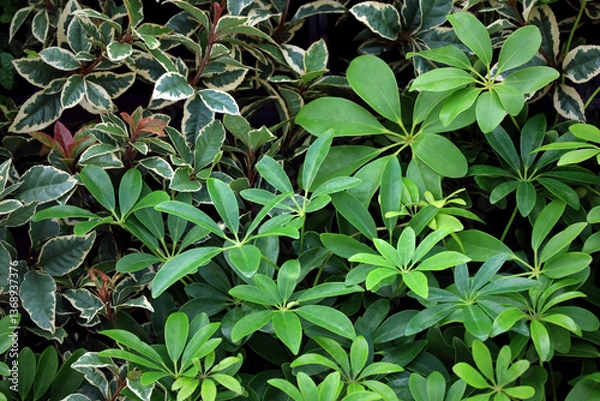 Obraz Background photo of Schefflera leaves close up