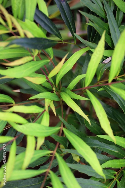 Obraz Background photo of close-up of Mahonia confusa leaves