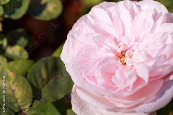 Obraz close up macro pink rose