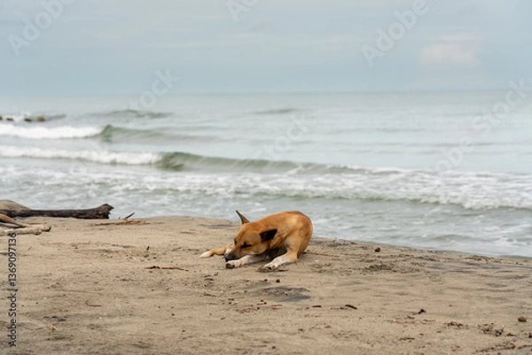 Fototapeta Dog resting in the sand on the shore of a beach in Colombia.
