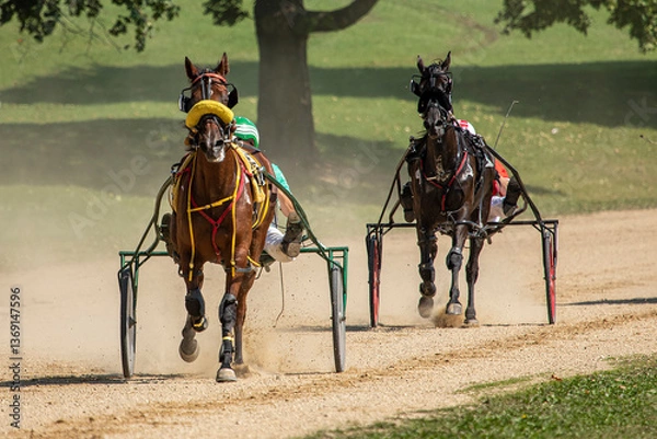 Obraz harness race horse