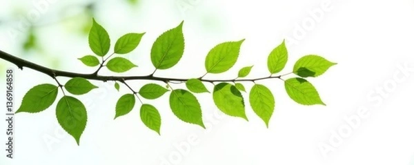 Fototapeta Isolated branch with leaves on white background, tree, foliage, abstract