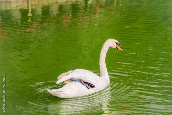 Obraz A white swan with an orange beak swims gracefully in rippling green water, wearing a blue tag on its wing
