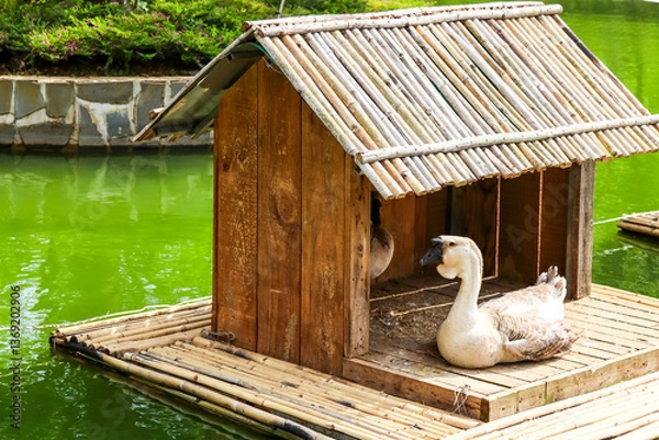 Obraz A floating wooden duck house on green water with two ducks, surrounded by a stone wall and greenery