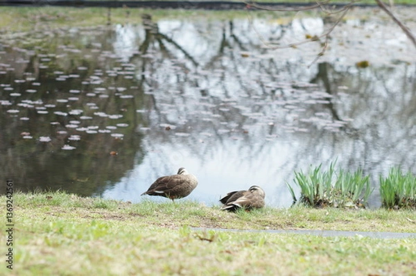 Fototapeta 岸辺で休むカモ