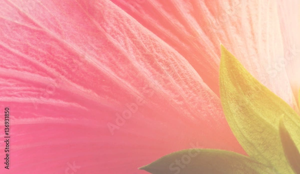 Obraz pink flower petal abstract background