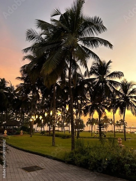 Obraz palm trees at sunset
