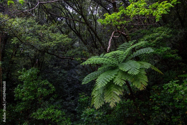 Fototapeta 奄美大島の自然。春。新緑の季節。