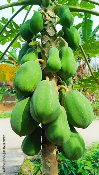 Fototapeta Papaya tree in garden