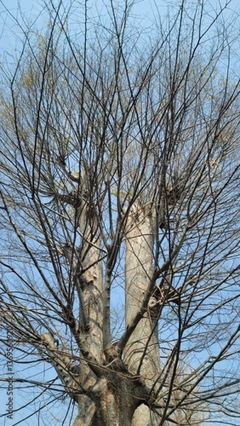 Fototapeta 枝の多い木・樹木／Trees with many branches／가지가 많은 나무 · 나무