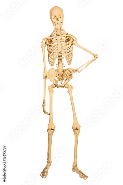 Obraz full human skeleton, isolation on white background