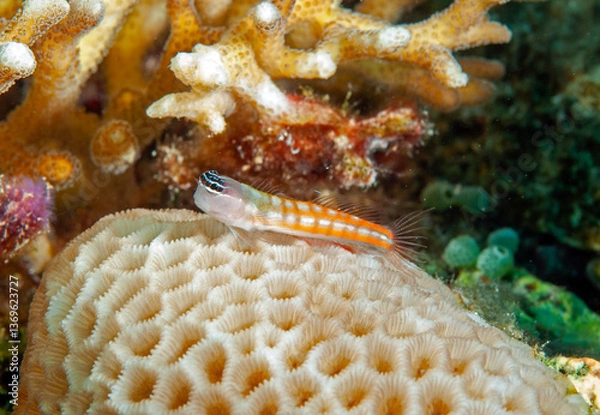 Fototapeta Comical blenny Ecsenius opsifrontalis, Raja Ampat, Indonesia.