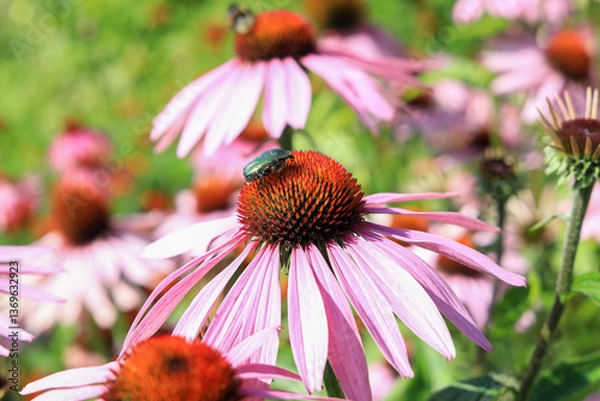 Fototapeta Green beetle on an echinacea flower in the garden