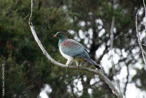 Fototapeta Kereru, or New Zealand pigeon (hemiphaga novaeseelandiae) perched high in a tree.