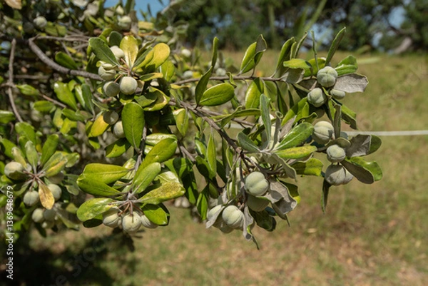 Fototapeta A karo (pittosporum crassifolium} tree in fruit. Karo is a small tree endemic to New Zealand.