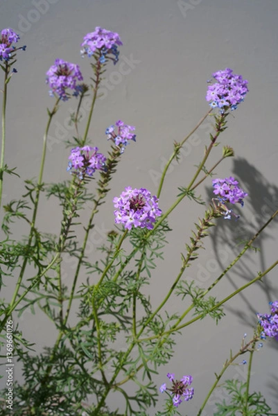 Fototapeta Verbena peruviana, or violet vervain. Lilac small flowers on long green stalks close-up on the background of light monochrome wall. Minimalistic vertical photo.