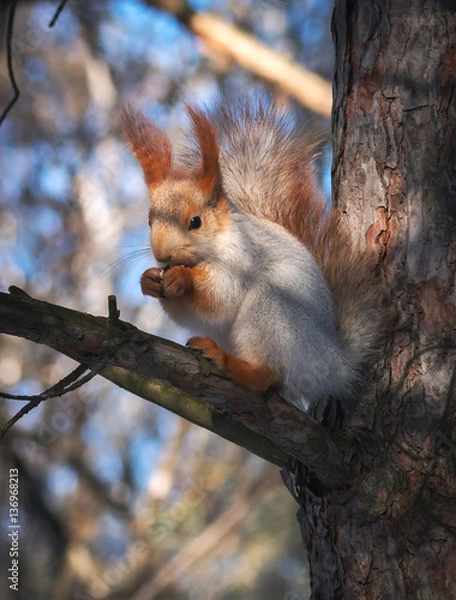 Fototapeta squirrel on a pine tree eats a nut. wild animals.