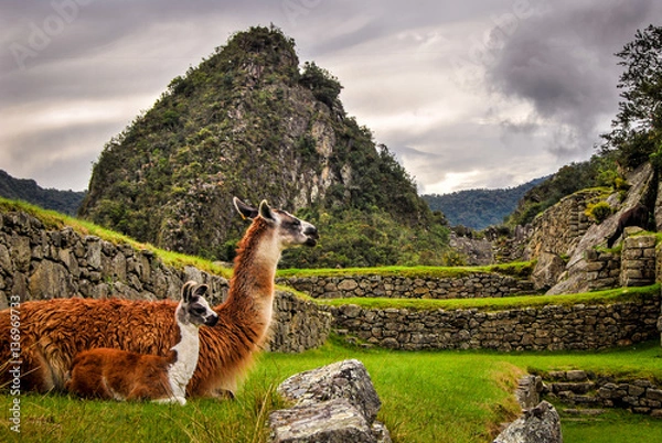 Fototapeta machu picchu