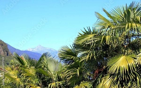 Obraz Palmen im Tessin