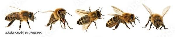 Obraz grupa pszczół lub pszczół miodnych, Apis Mellifera