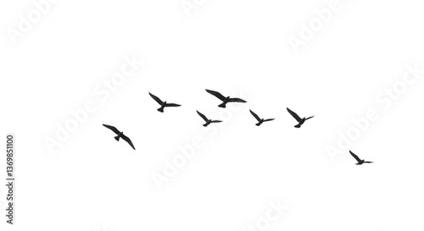 Fototapeta Flock of Birds in Flight
