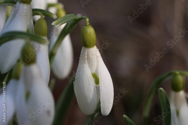 Fototapeta A cluster of Snowdrops backlit with sunlight