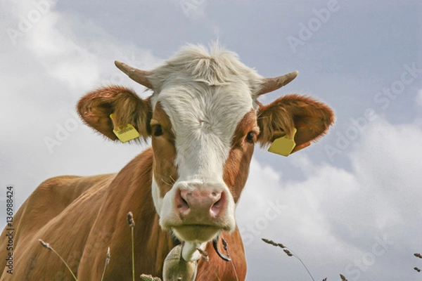 Obraz Kuh auf einer Bergwiese