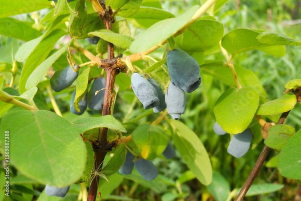 Fototapeta blue honeysuckle berries hanging on a branch with green leaves illuminated by the sun