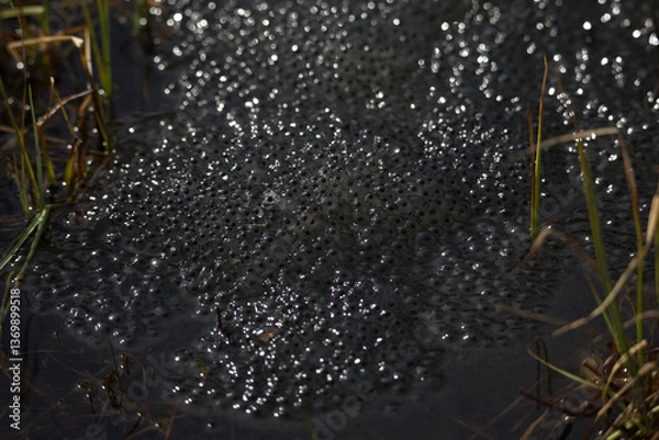 Fototapeta Froschlaich im Moor