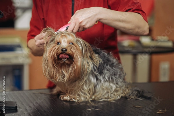 Obraz Hairdresser mows Yorkshire Terrier fur on the ear with a trimmer