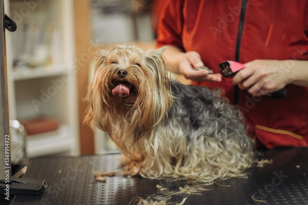 Obraz Hairdresser mows Yorkshire Terrier fur on the ear with a trimmer