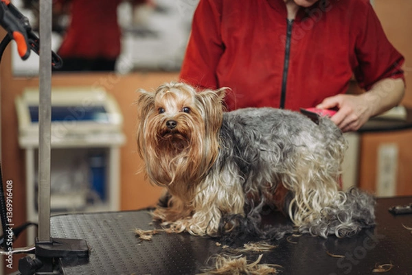 Obraz Hairdresser mows Yorkshire Terrier fur on the ear with a trimmer