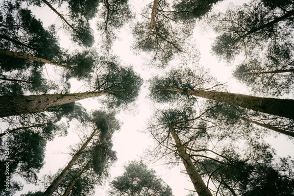 Obraz Look up through the trees