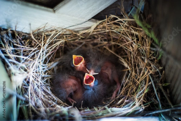 Obraz Chicks in nest.