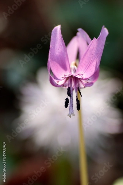 Obraz かたくりの花アップ