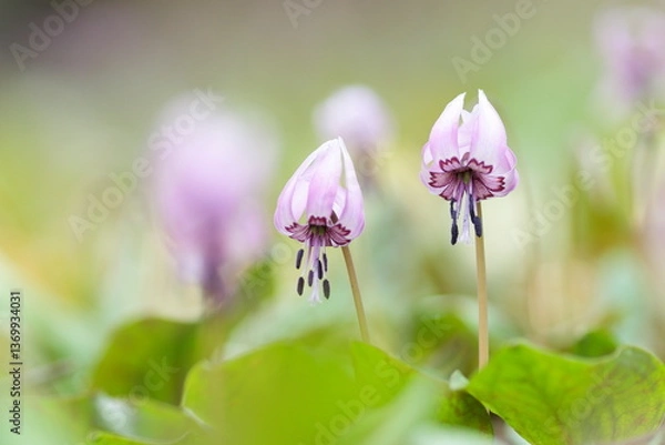 Obraz カタクリの花