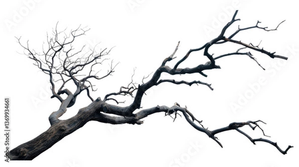 Fototapeta The Lone Wanderer: The haunting silhouette of a bare, weathered tree branch gracefully arcs against an infinite, pale backdrop. Its gnarled limbs reach and twist.