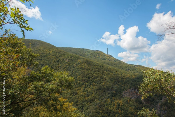 Fototapeta Radio w lesie