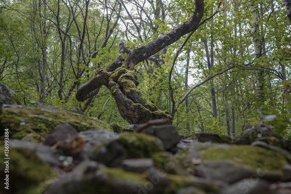 Fototapeta Mossy Forest