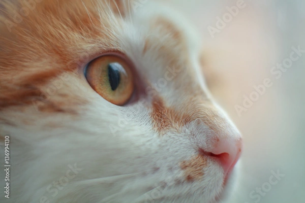 Fototapeta Suprised Cat