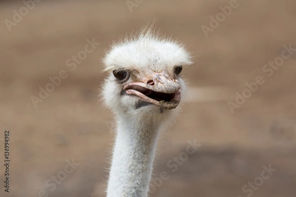 Fototapeta Straußenkopf