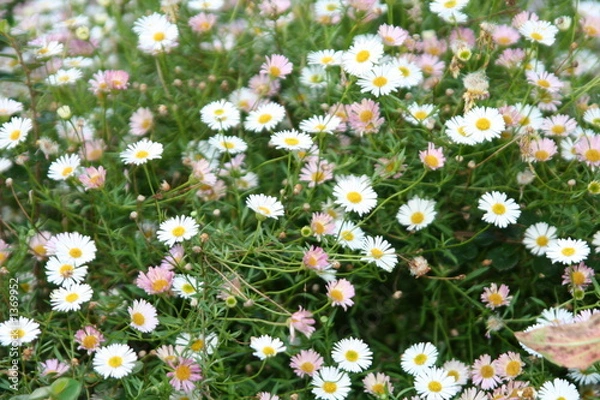Obraz daisies