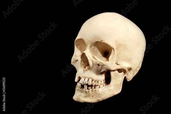 Obraz human skull facing left, isolation on black background