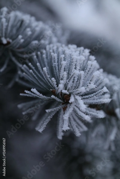 Fototapeta frost on leaf