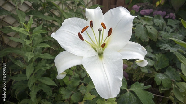 Obraz Lys blanc