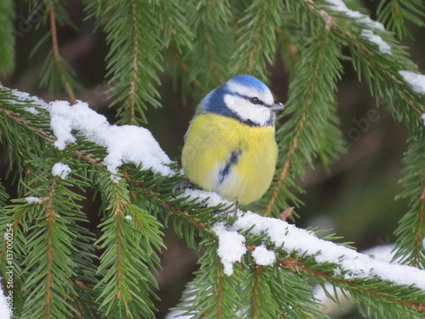 Obraz Eurasian blue tit (Cyanistes caeruleus)